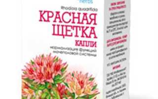 Красная щетка трава — польза и применение для женщин после 40 лет