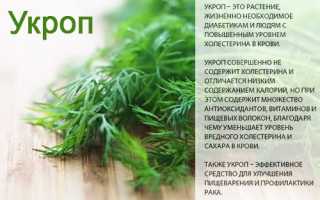 Витаминный состав укропа — польза для здоровья