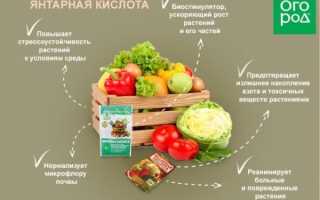 Янтарная кислота — где ее найти в природе и продуктах
