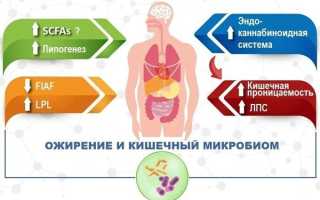 Снижение уровня бактероидов в кале — причины и последствия