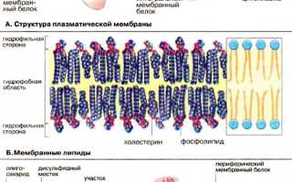 Липиды — Основы биологических мембран