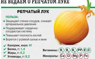 Репчатый лук — польза и вред для здоровья