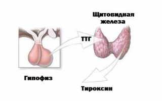 Каковы выполняемые функции гипофиза и щитовидной железы?