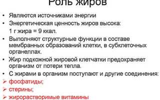 Каталитическая роль жиров в биологических процессах