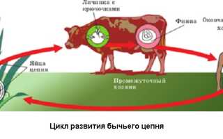 Эффективные способы избавления от бычьего цепня