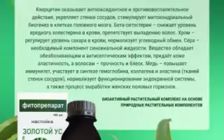 Польза золотого уса для здоровья и красоты
