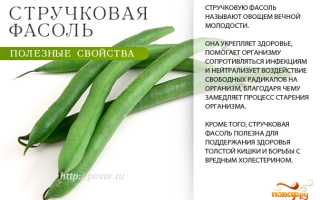 Выгоды от употребления стручковой фасоли для здоровья