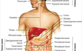 Строение нижней части живота у мужчин