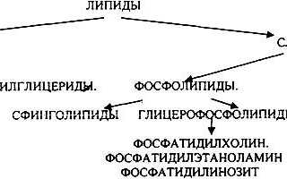 Липиды — среда растворения и биологическая роль