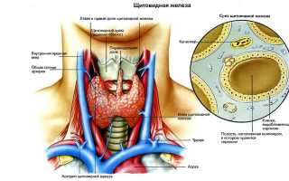 Перешеек щитовидной железы: отклонения и норма