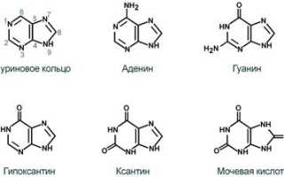 Пуриновые соединения в цикории — миф или реальность?