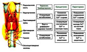 В чем особенность манифестного гипотиреоза?