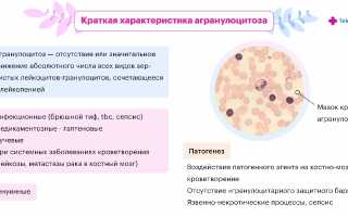 Повышенный уровень гранулоцитов в крови — причины и симптомы