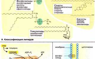 Липиды в организме человека — источники и образование