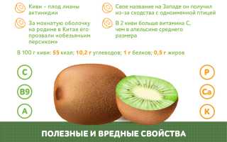 Киви для мужчин — польза и возможный вред