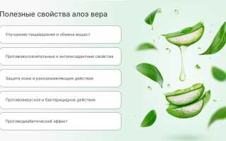 Лечебные свойства алоэ вера — польза для здоровья