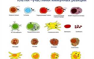 Гранулоциты — клеточные защитники организма