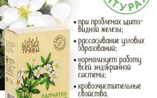 Польза лапчатки белой для здоровья