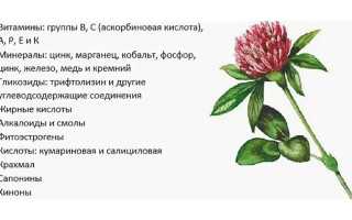 Польза красного клевера для здоровья