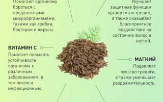 Состав и польза укропа для здоровья