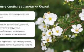 Удивительные свойства лапчатки белой