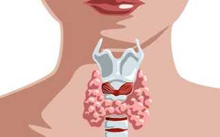 Что представляет собой фолликул щитовидной железы?