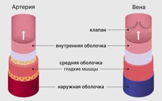 Разница между венами и артериями