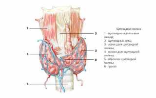 Строение системы кровоснабжения щитовидной железы