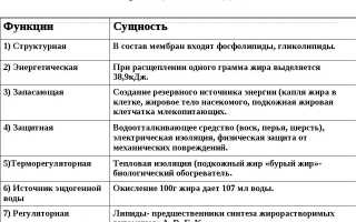 Роль липидов в организме человека