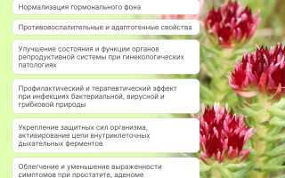 Красная щётка — влияние на гормоны и здоровье