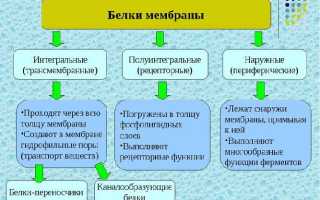 Полуинтегральные белки — Функциональные особенности