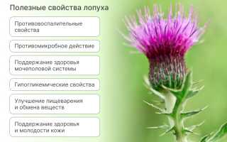 Полезные свойства лопуха для здоровья