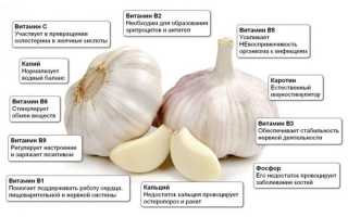 Польза чеснока для здоровья десен