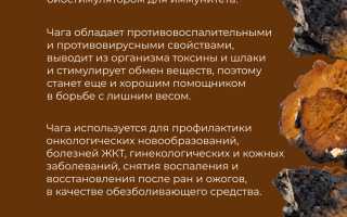 Лечебные свойства гриба чага — польза для здоровья