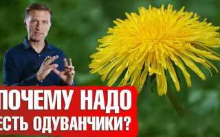 Одуванчик — Полезные Свойства и Преимущества