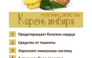 Состав и польза имбиря для здоровья