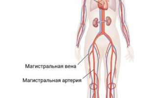 Расположение магистральной вены в организме