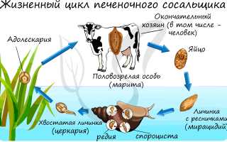 Инвазионная стадия развития печеночного сосальщика — опасность для человека