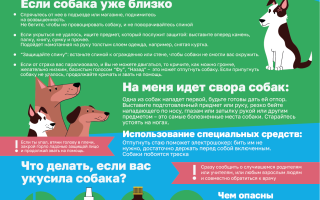Виды укусов собак — опасности и профилактика