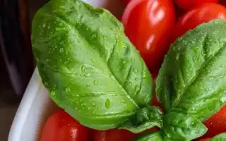 Польза красного базилика для здоровья и кулинарии